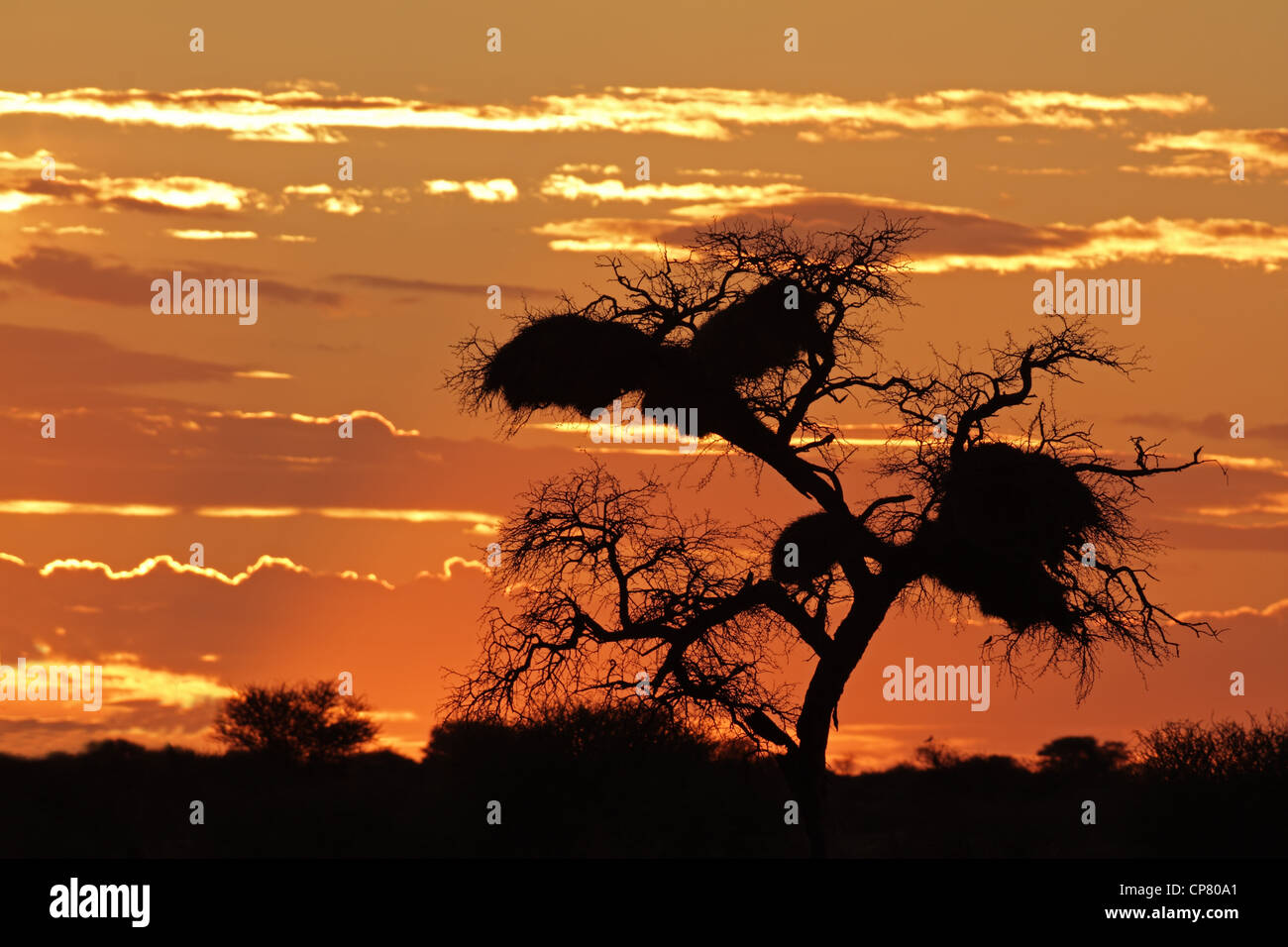 Avec le coucher du soleil africain qui se profile sur les nuages de l'Acacia, désert du Kalahari, Afrique du Sud Banque D'Images