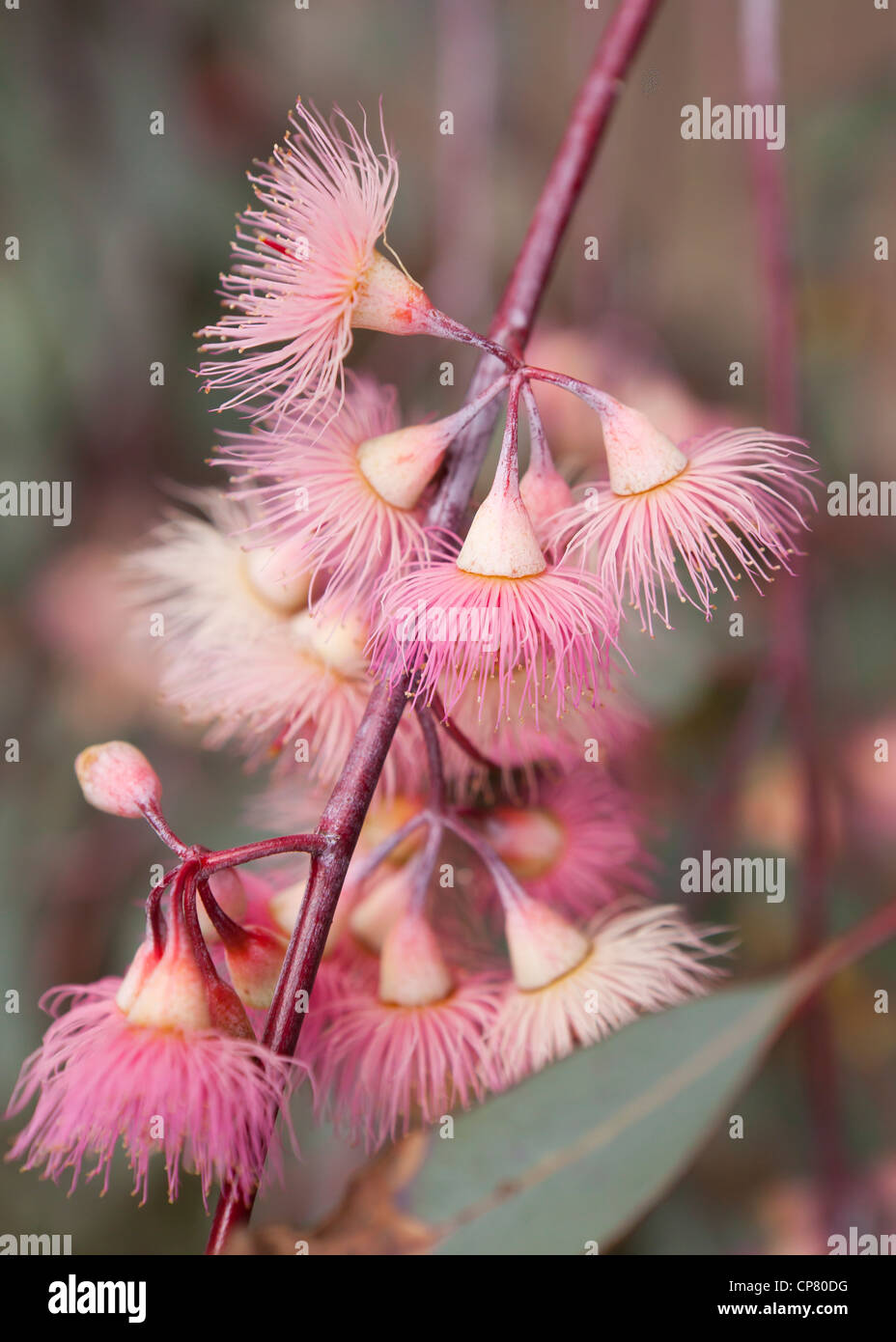 Les fleurs d'eucalyptus (Eucalyptus globulus) - California USA Banque D'Images