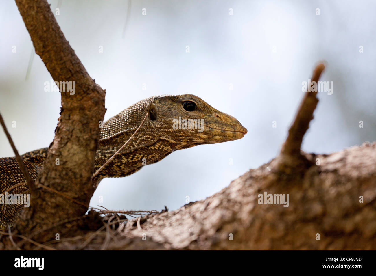 L'eau un varan (Varanus salvator andamanensis), endémique à l'îles Andaman. Varan endémique dans les îles Andaman. Banque D'Images