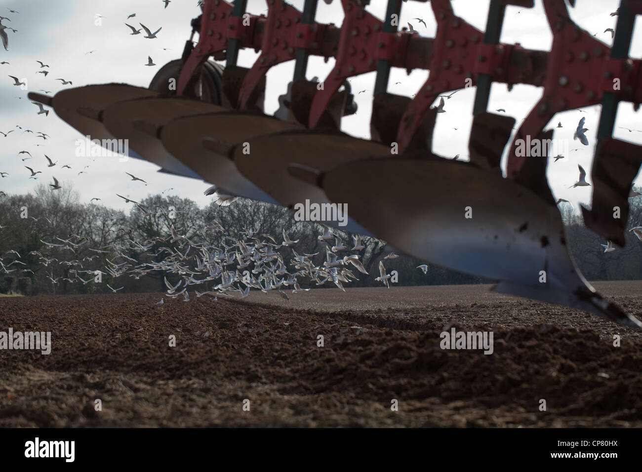 Les goélands à tête noire (Larus ridibunda), tracteur charrue. Ingham, Norfolk. La préparation du sol pour une culture de la betterave à sucre. Banque D'Images