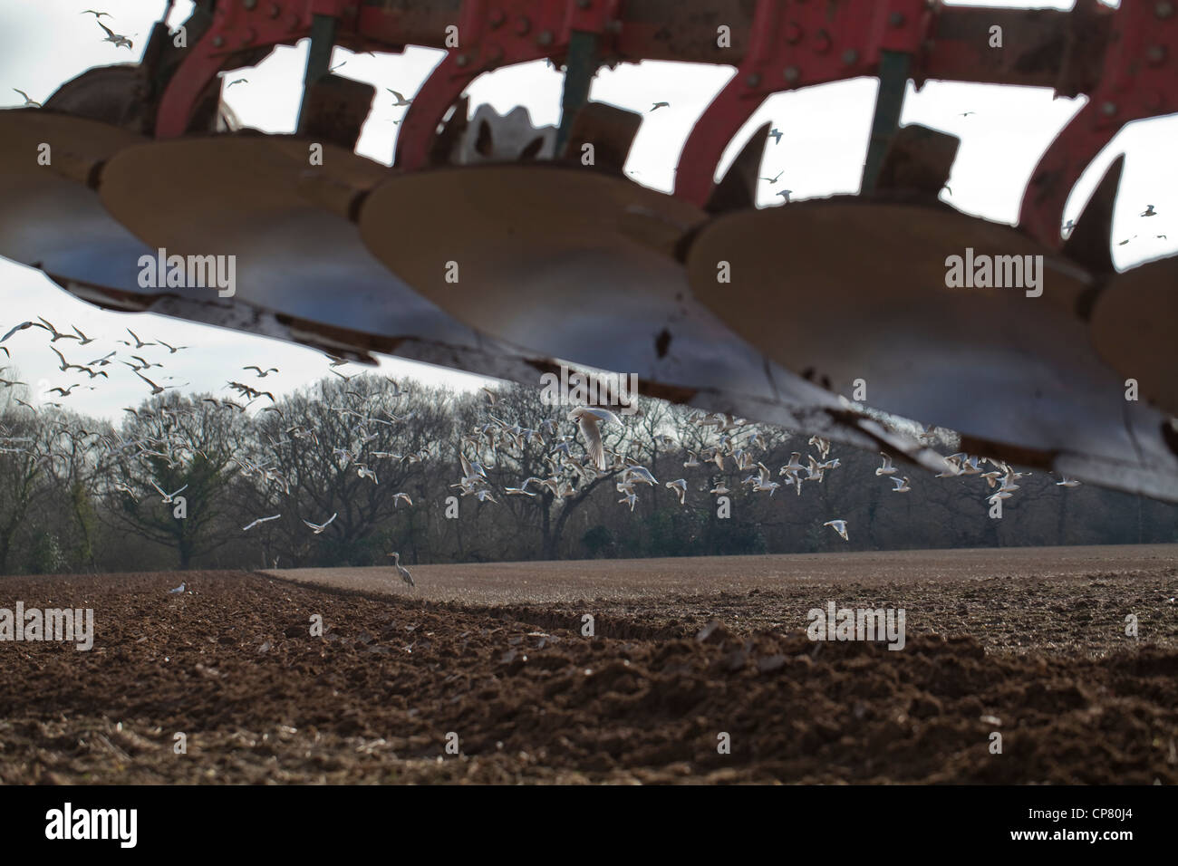 Les goélands à tête noire (Larus ridibunda), tracteur charrue. Ingham, Norfolk. La préparation du sol pour une culture de la betterave à sucre. Banque D'Images