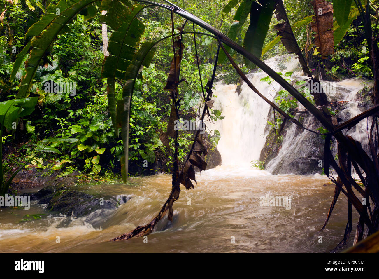 Rainforest River dans l'ouest de l'Équateur enflé après de fortes pluies Banque D'Images