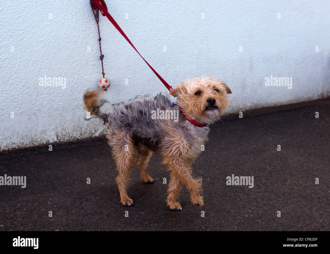 Tied up dog Banque de photographies et d’images à haute résolution Alamy