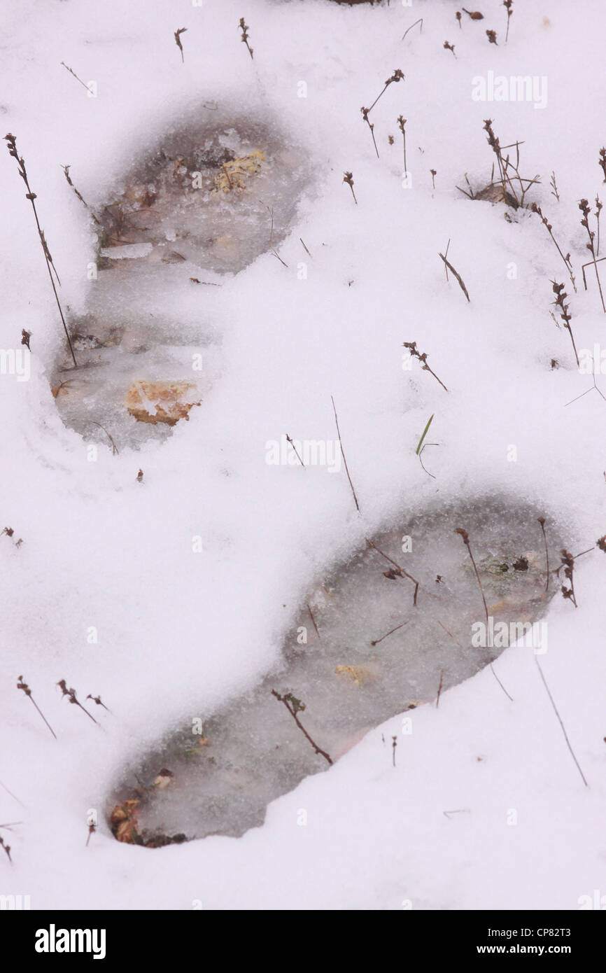 Des traces de pas dans la neige Banque D'Images