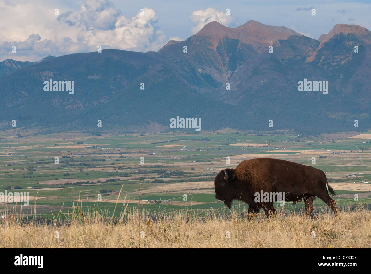 Un jeune taureau bison (Bison bison) offre une belle vue sur la vallée de la Mission pendant qu'il marche le long d'une crête, National Bison Range, Montana Banque D'Images