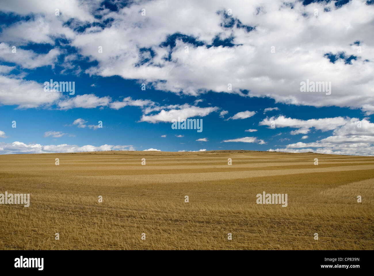 Champ de foin dans les grands horizons, le sud-ouest du Montana Banque D'Images
