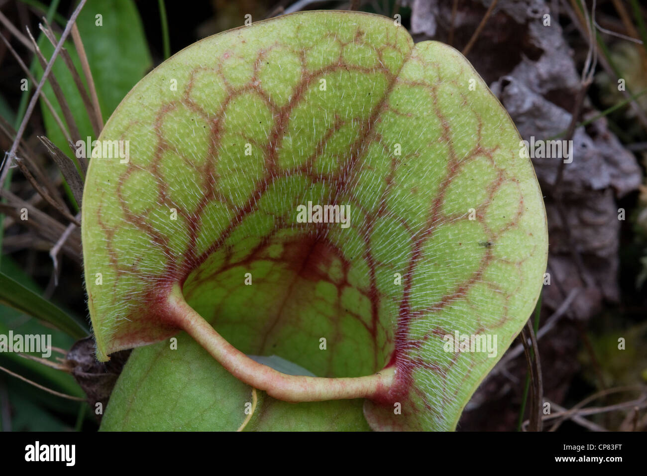 Fermer la vue de Burk's carnivore sarracénie Sarracenia rosea contenant l'eau de pluie et les fluides digestifs. Floride USA Banque D'Images