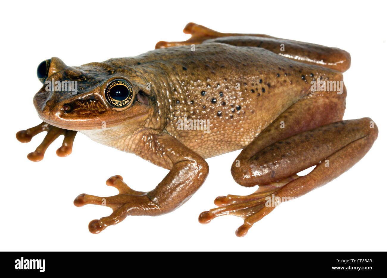 Casque de la Jordanie (Trachycephalus jordani Treefrog tête) du sud-ouest de l'Équateur Banque D'Images