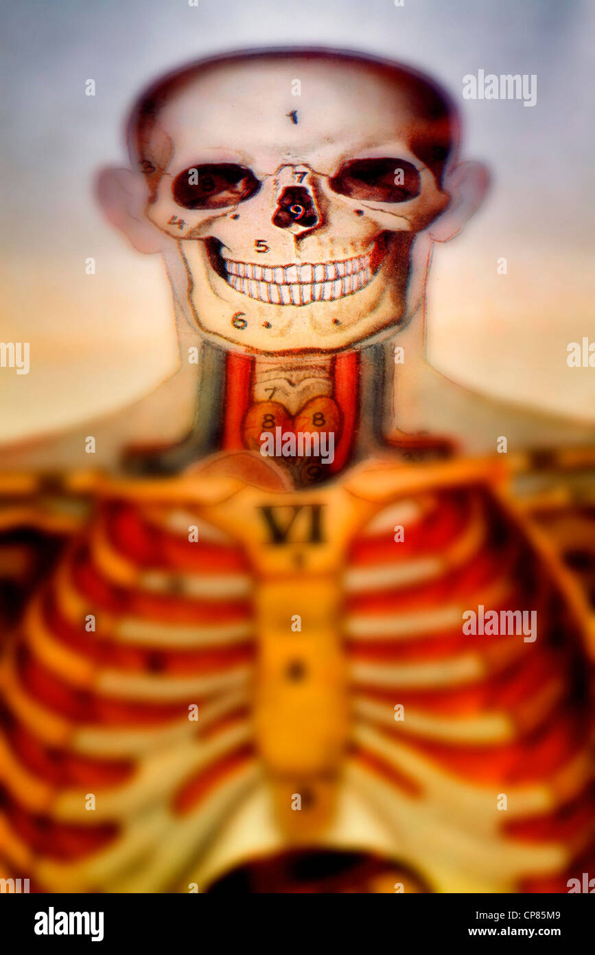 Illustration médicale, l'anatomie de l'être humain, Aufklappbare anatomische, medizinische Darstellung des Mannes, digital bearbeitet Banque D'Images