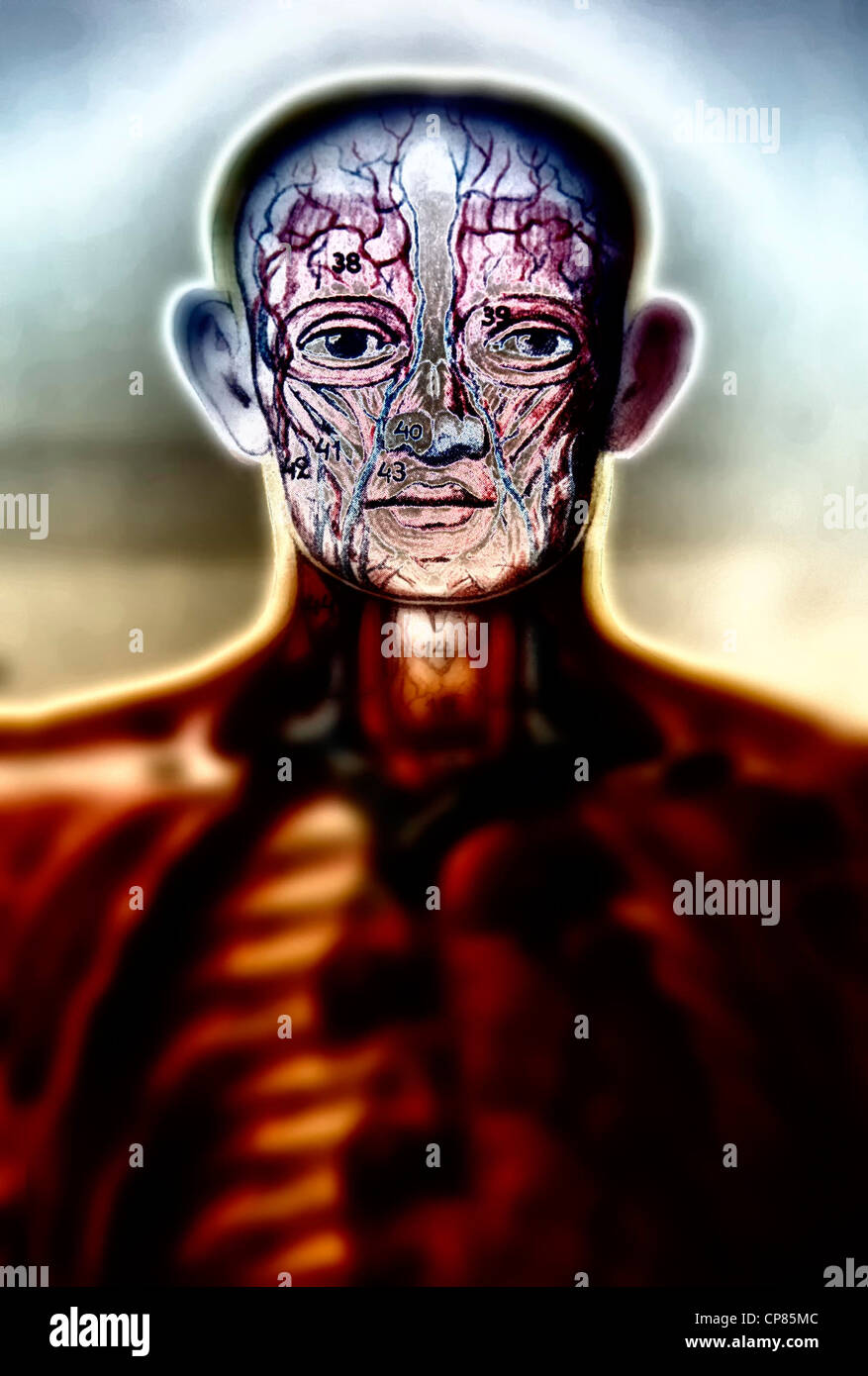 Illustration médicale, l'anatomie de l'être humain, Aufklappbare anatomische, medizinische Darstellung des Mannes, digital bearbeitet Banque D'Images