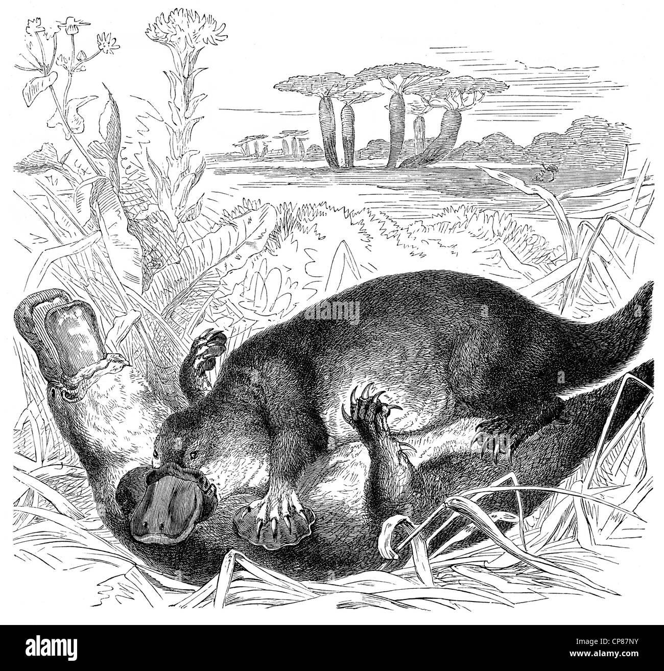 Ornithorynque (Ornithorhynchus anatinus), Historische, zeichnerische Darstellung, Schnabeltier (Ornithorhynchus anatinus), Kloakentie Banque D'Images