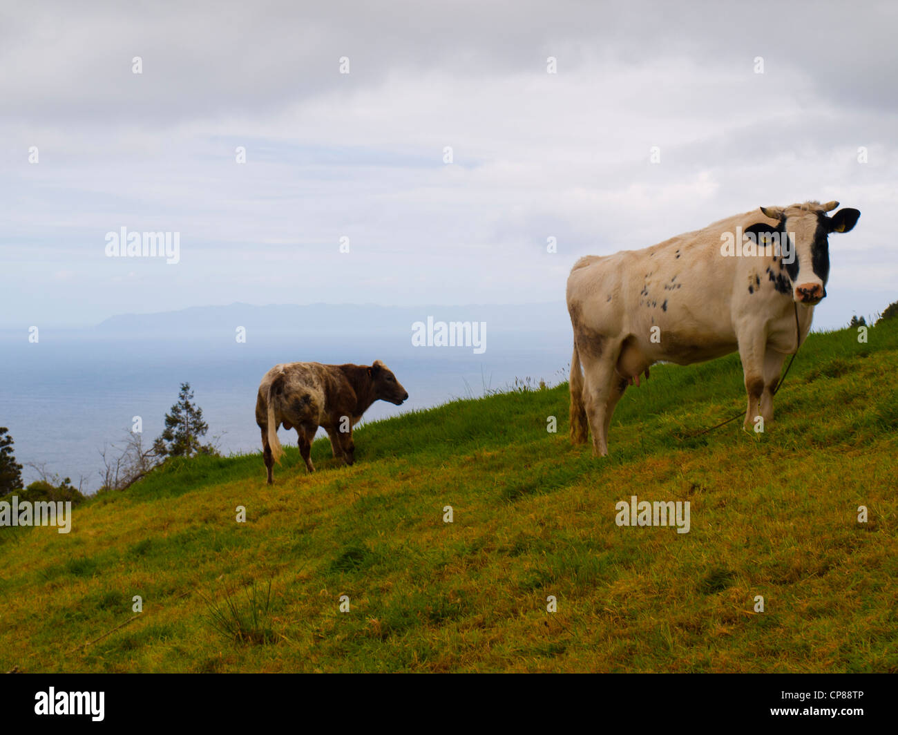 Les vaches dans le champ des vert Banque D'Images