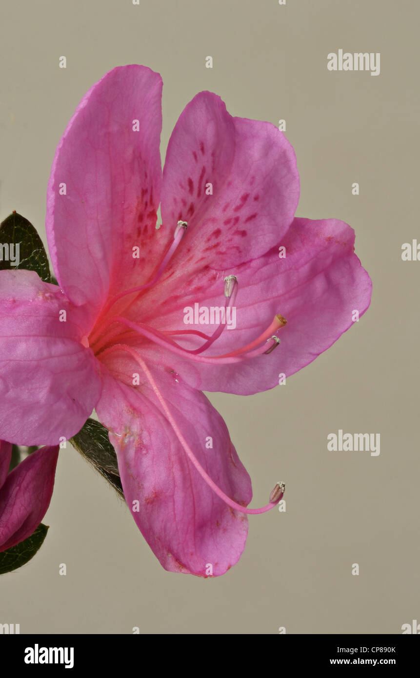 Close-up of pink Azalea flower montrant les détails des pétales, les étamines, etc. Banque D'Images Close-up of pink Azalea flower montrant les détails des pétales, les étamines, etc. Banque D'Images