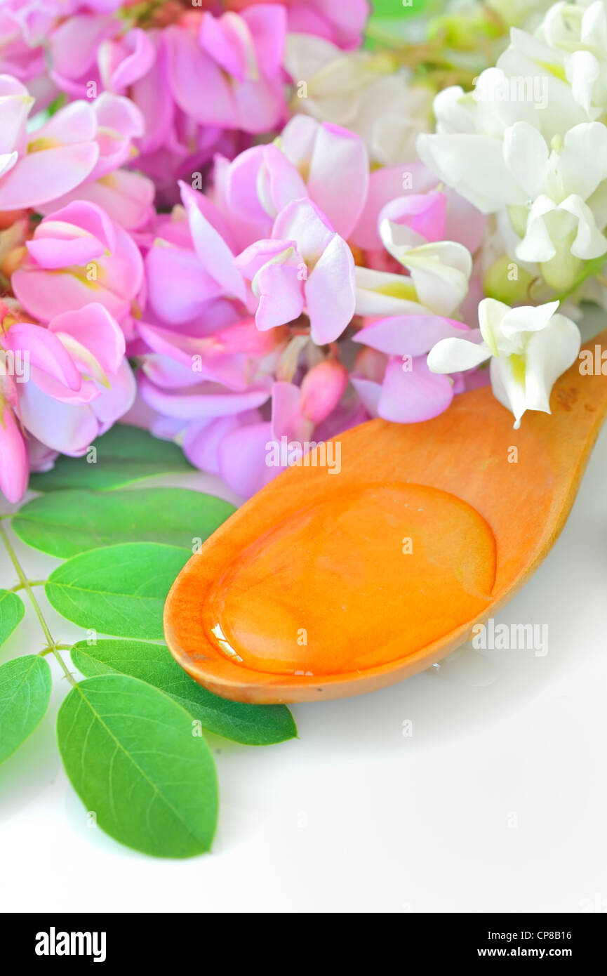 Le miel dans une cuillère en bois avec des fleurs d'acacia Banque D'Images