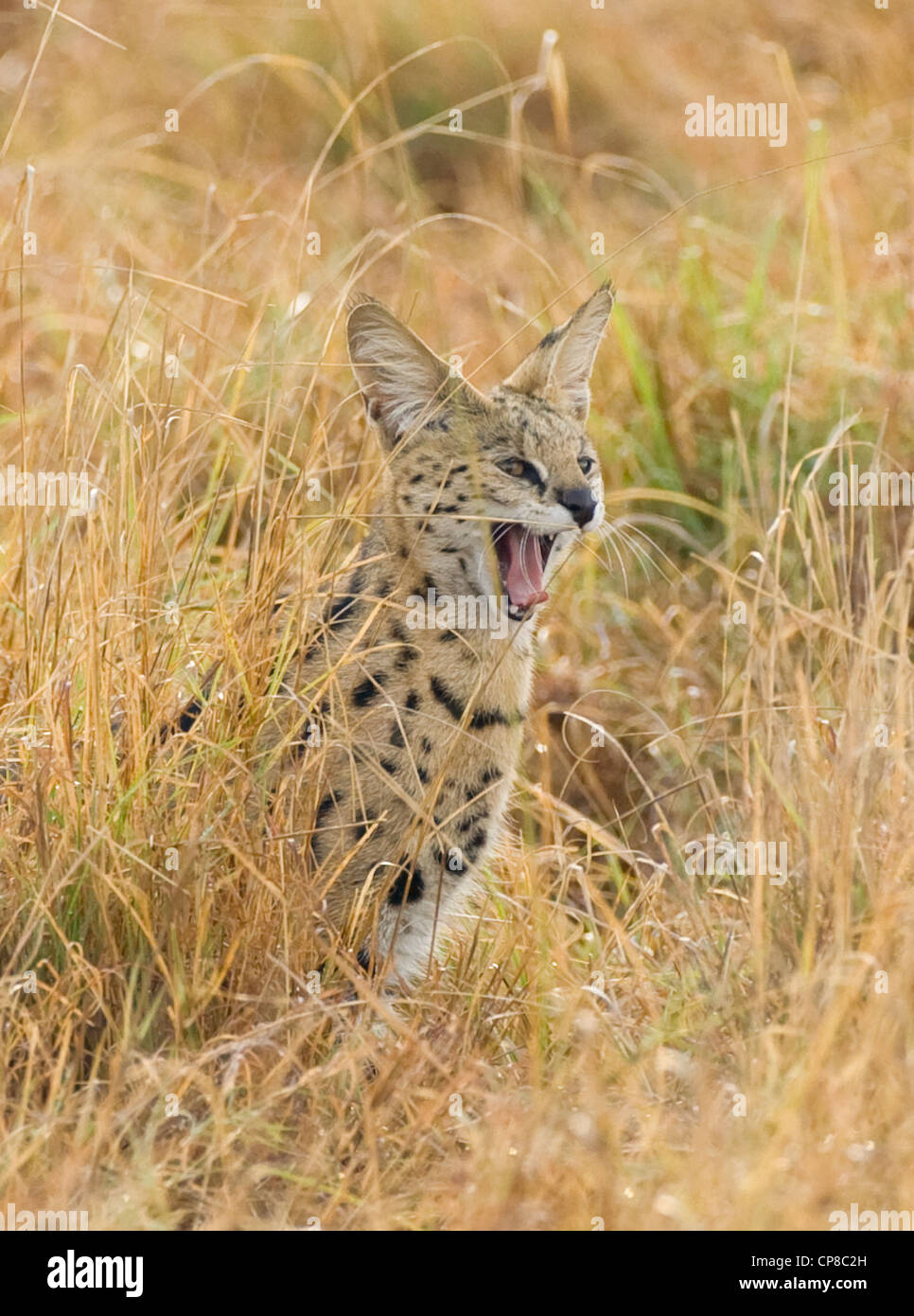 Serval (Leptailurus serval femelle) Le bâillement dans les hautes herbes, Masai Mara, Kenya Banque D'Images