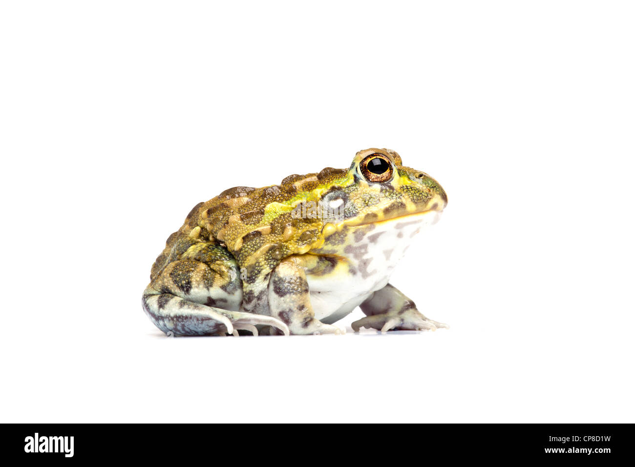 Pyxicephalus adspersus, bullfrog africains Banque D'Images