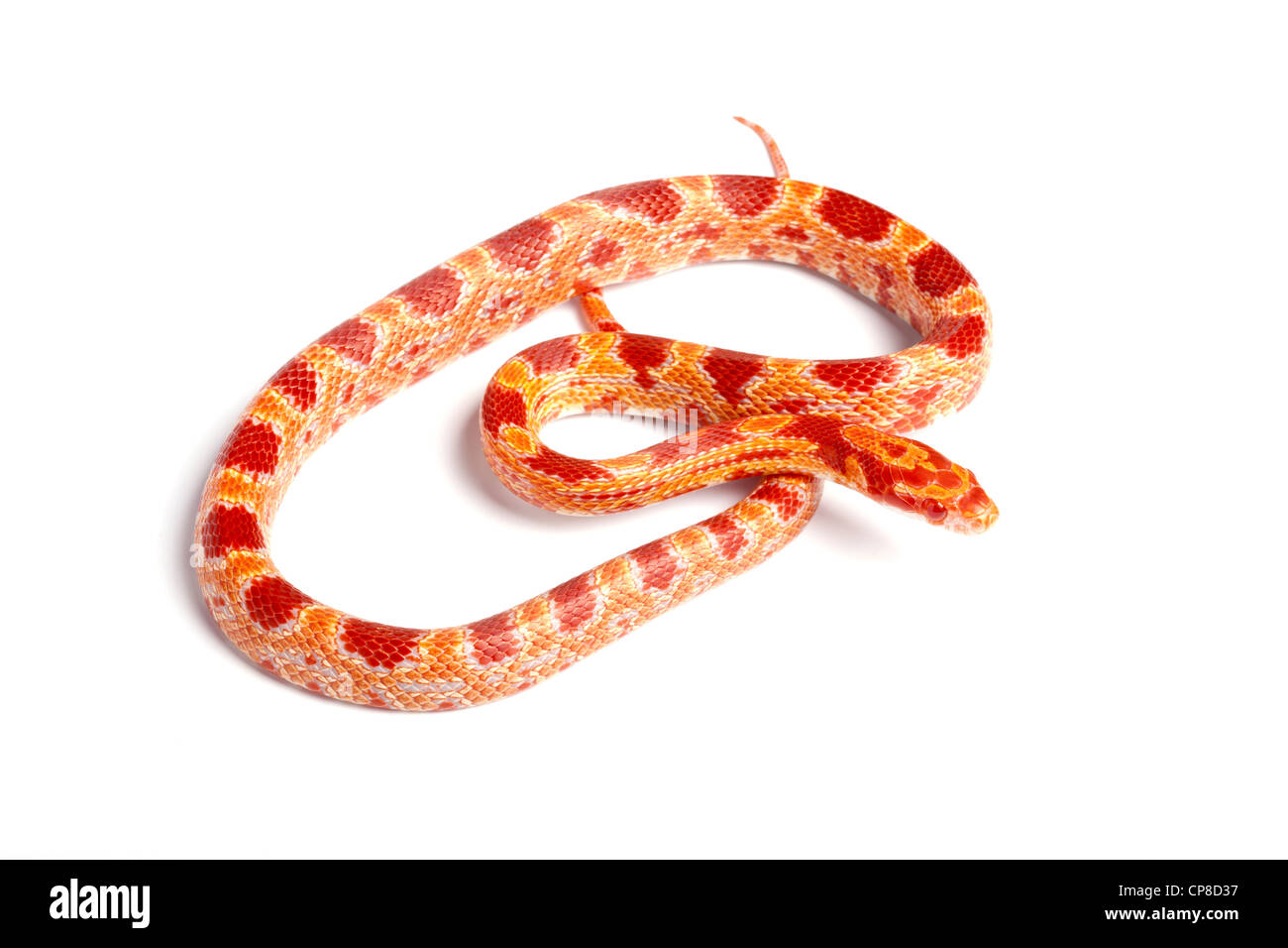 Snake, Pantherophis guttatus de maïs, forme amelanistic, Amérique du Nord Banque D'Images