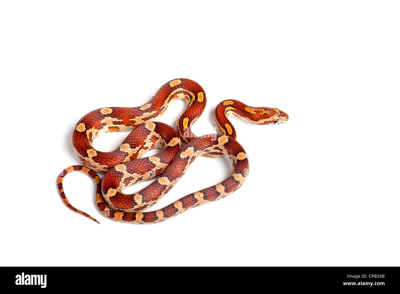 Snake, Pantherophis guttatus de maïs, forme Okeetee, Amérique du Nord Banque D'Images