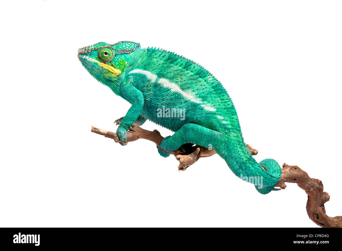 Caméléon panthère, Furcifer pardalis Ambilobe, forme, homme Banque D'Images