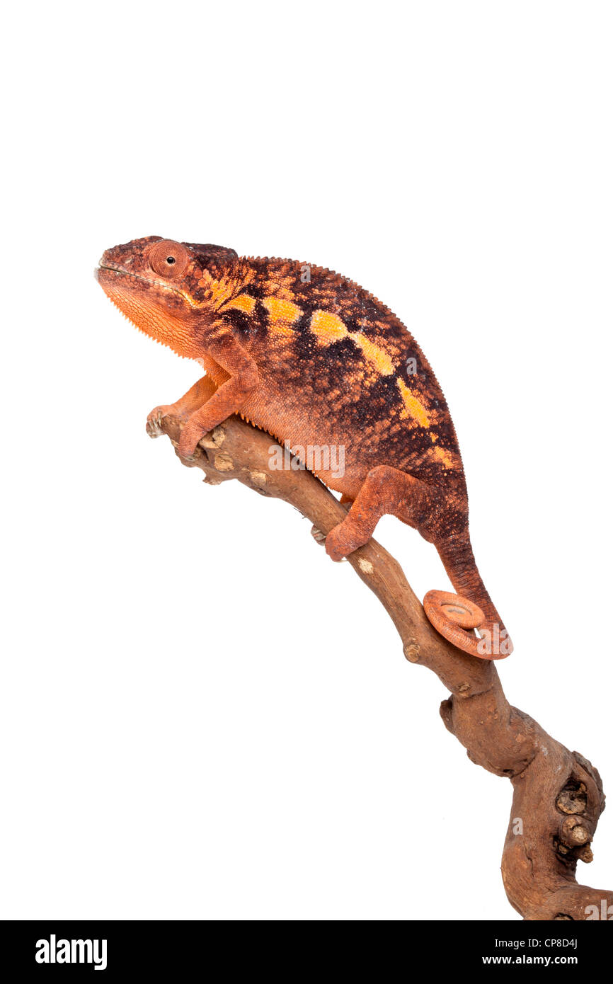 Caméléon panthère, Furcifer pardalis Ambilobe, forme, femme Banque D'Images