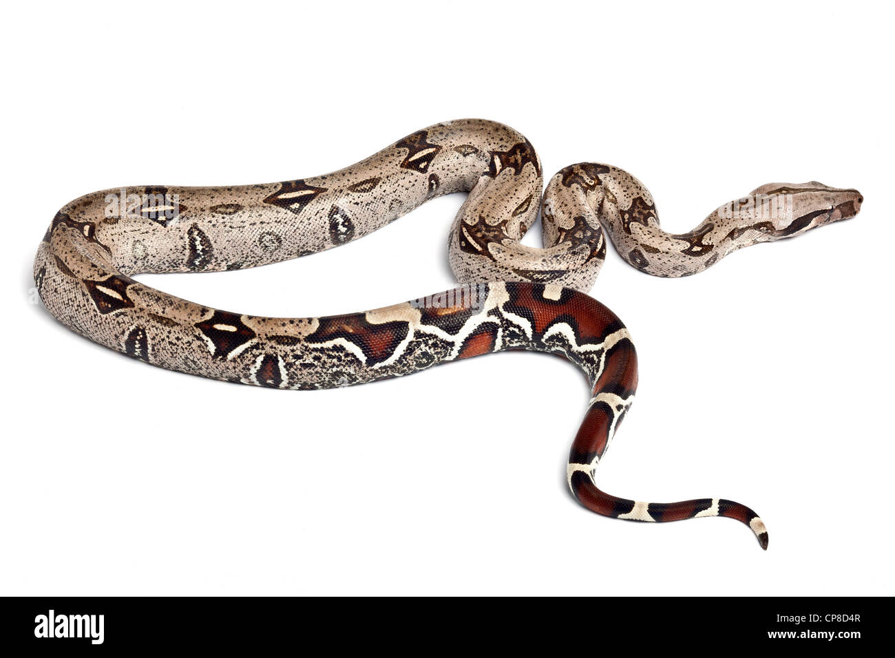 Boa commun, Boa constrictor, Amérique du Sud Banque D'Images