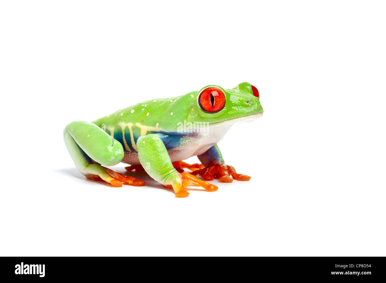 Red-eyed tree frog, ou, agalychnis callidryas, Costa Rica Banque D'Images