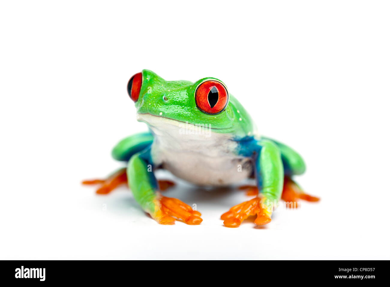 Red-eyed tree frog, ou, agalychnis callidryas, Costa Rica Banque D'Images