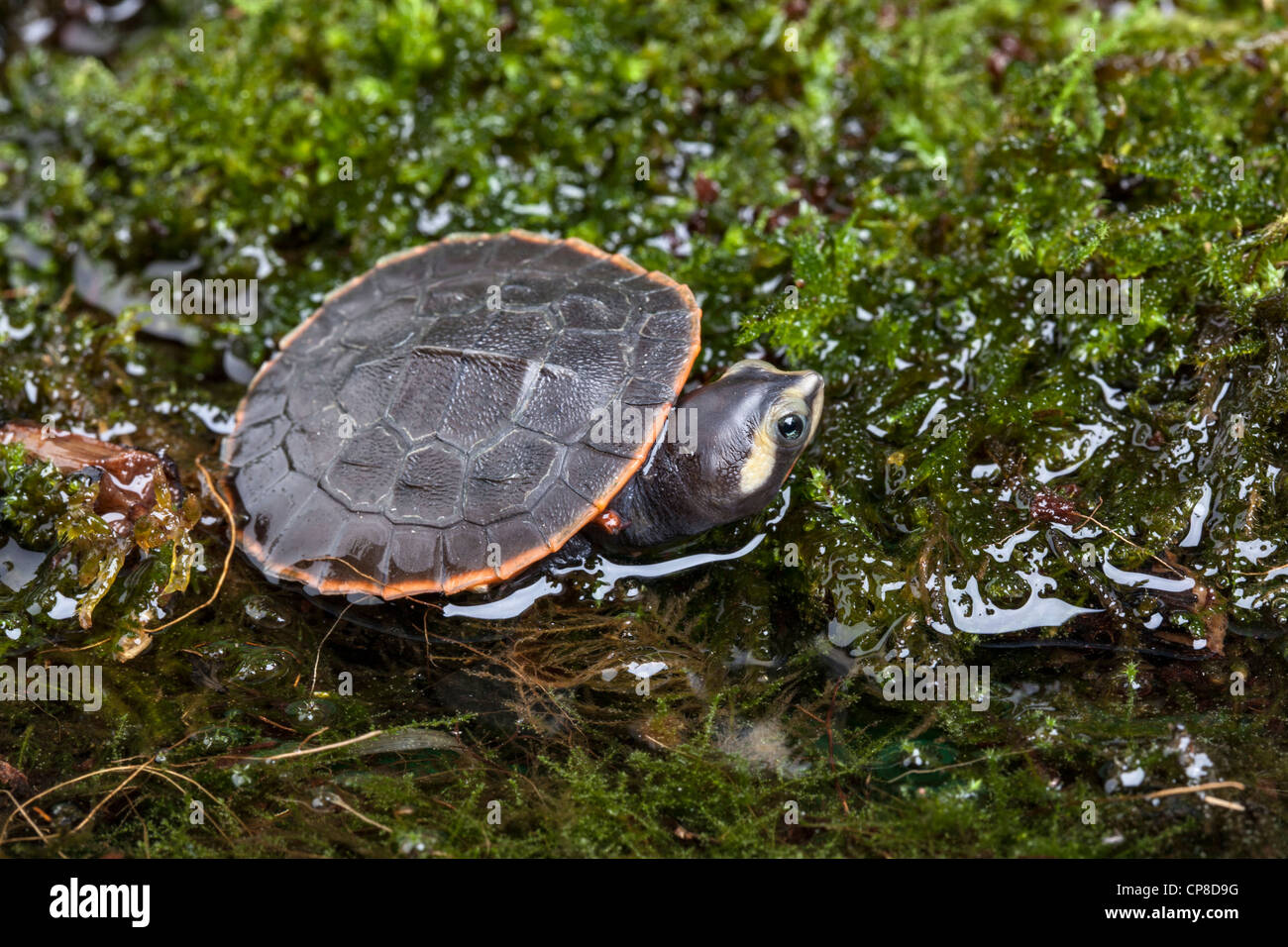 Côté ventre rose-cou tortue, Emydura subglobosa, Nouvelle Guinée Banque D'Images