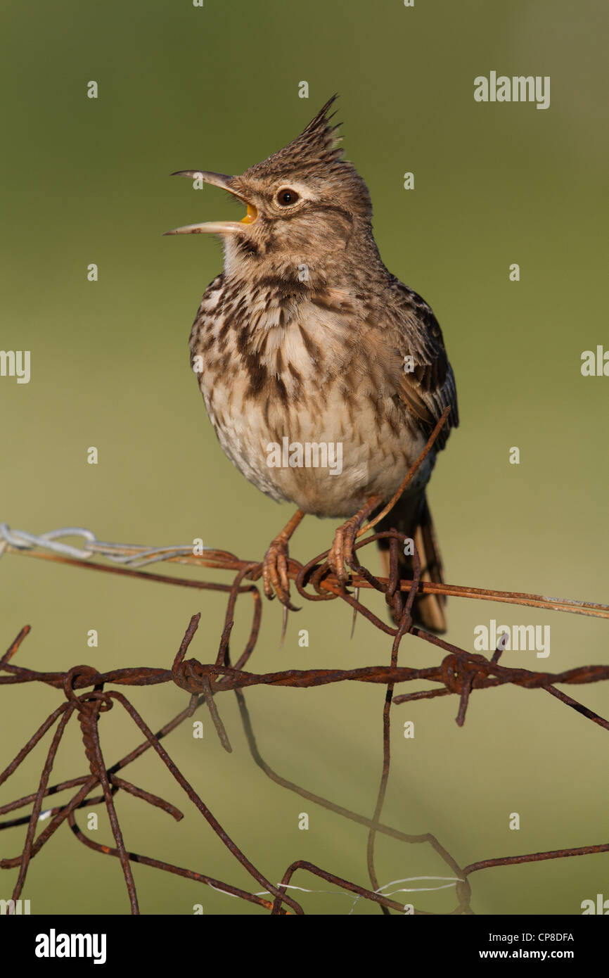 Singing Lark (Galerida cristata Crested), Lesbos, Grèce Banque D'Images