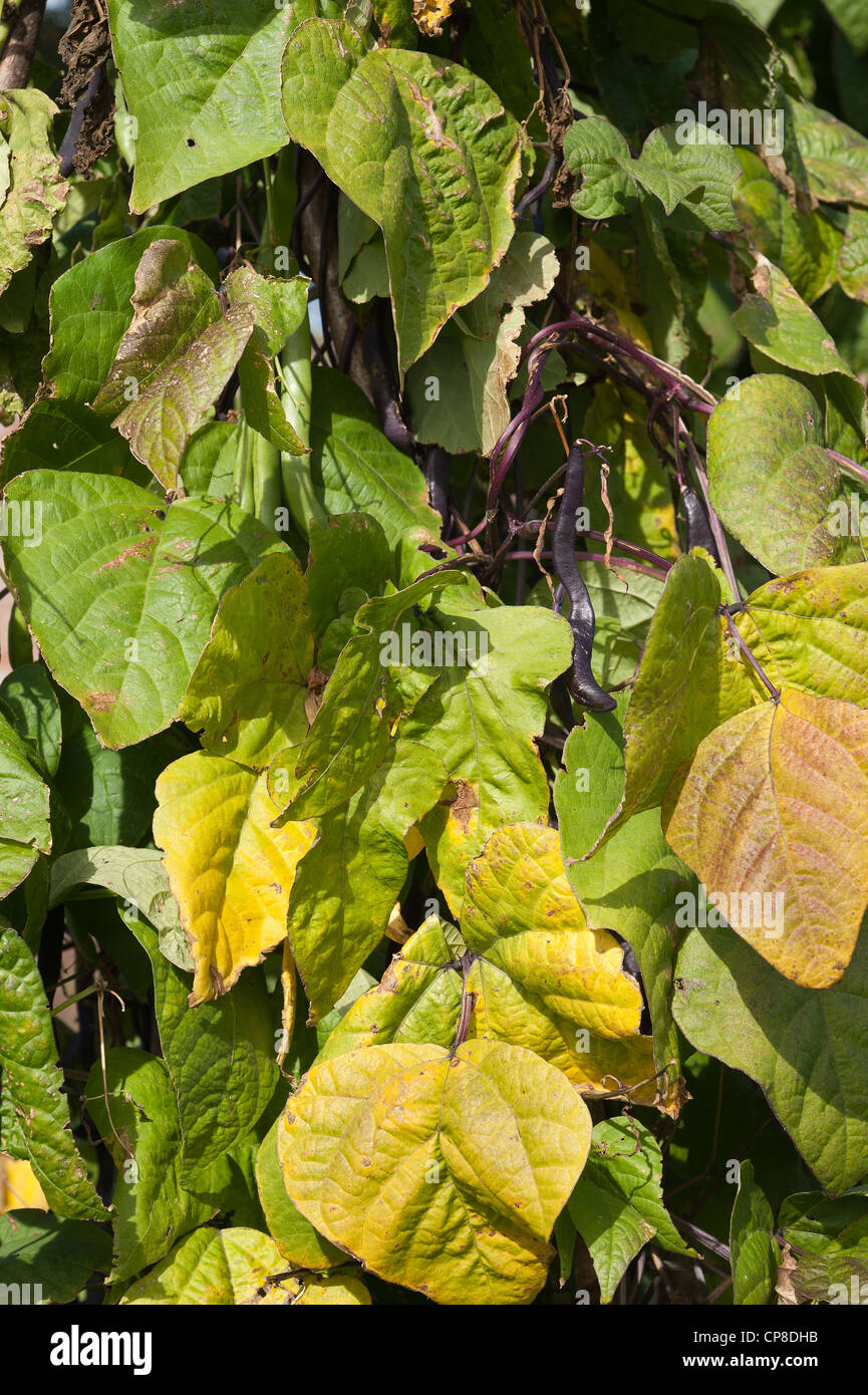 Commune de légumineuses haricot plante feuilles noir Banque D'Images