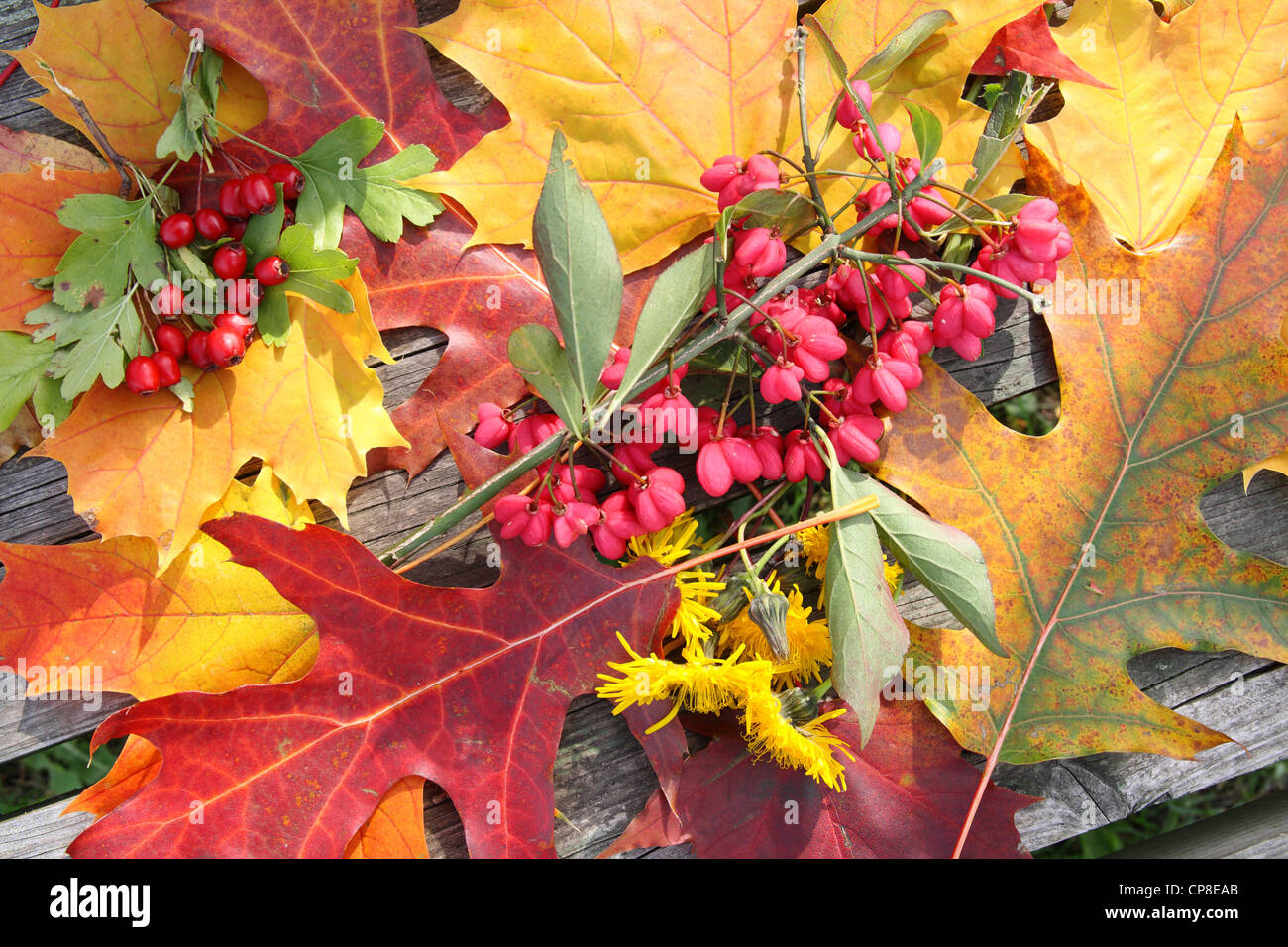 Contexte de l'automne les feuilles et fruits sur une surface en bois Banque D'Images