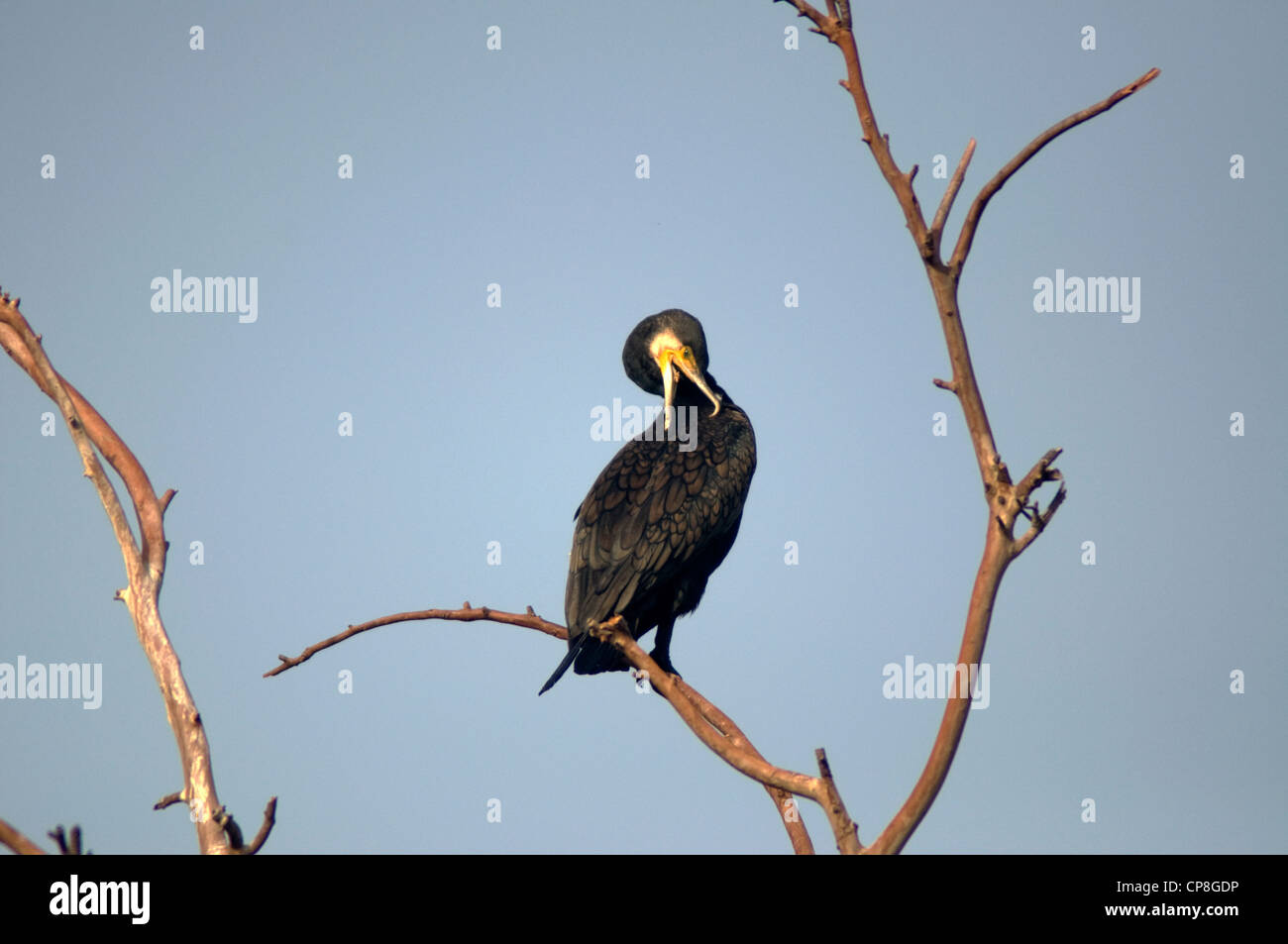 Grand Cormoran - Phalacrocorax carbo- Banque D'Images