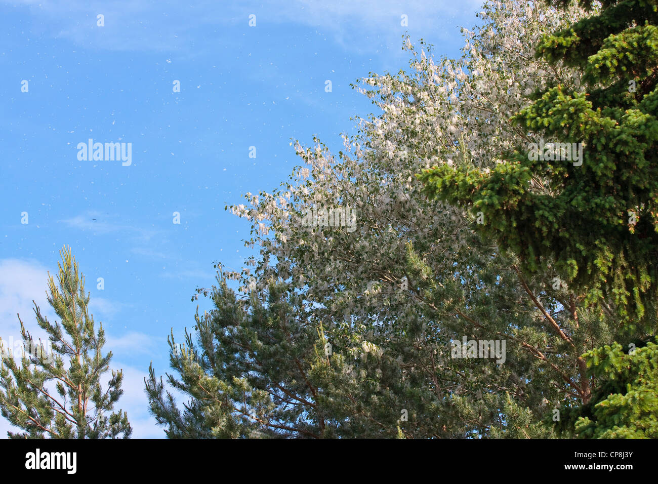 Fluff peuplier errer d'arbres au printemps. Banque D'Images