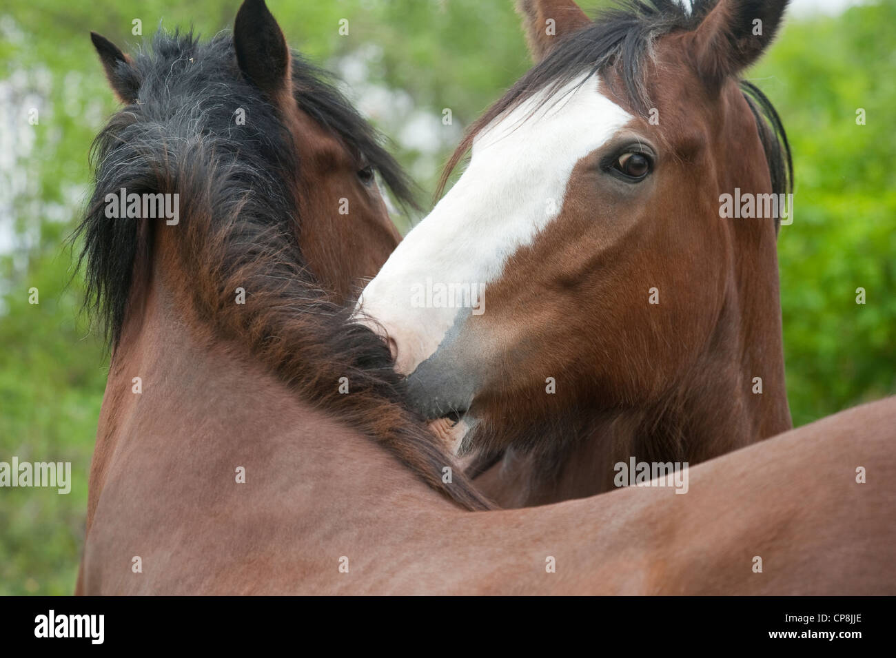 Un hongre Clydesdale Banque D'Images