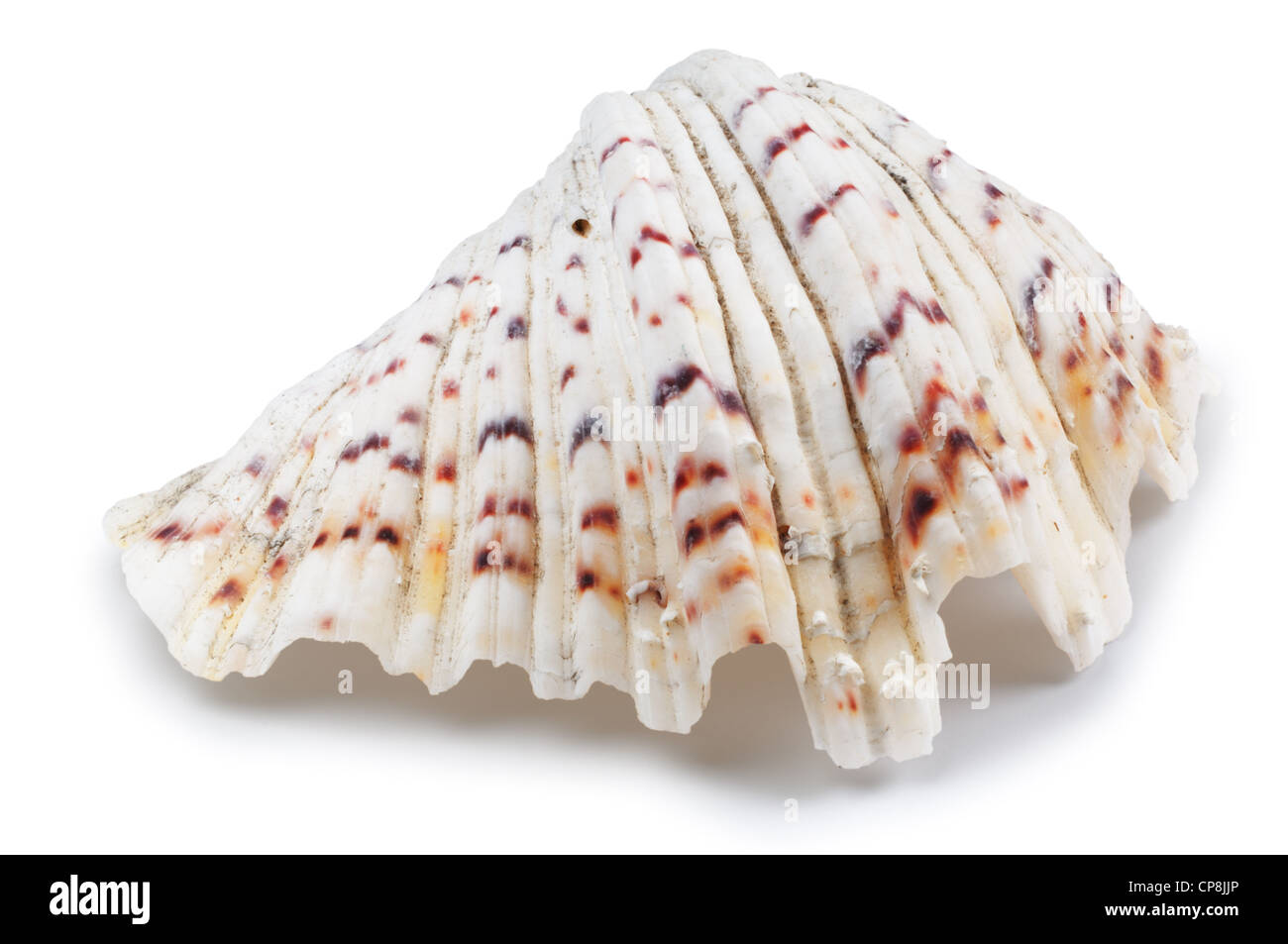 Sea Shell - John Gollop Banque D'Images