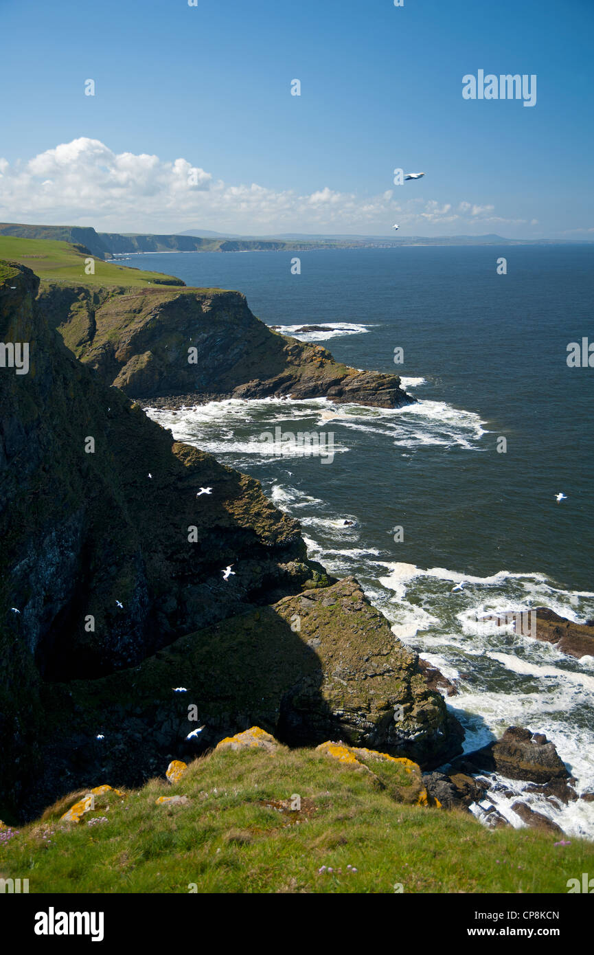 Les spectaculaires falaises qui forment Troup Head, accueil à l'Écosse continentale que colonie de Fou de Bassan. 8197 SCO Banque D'Images