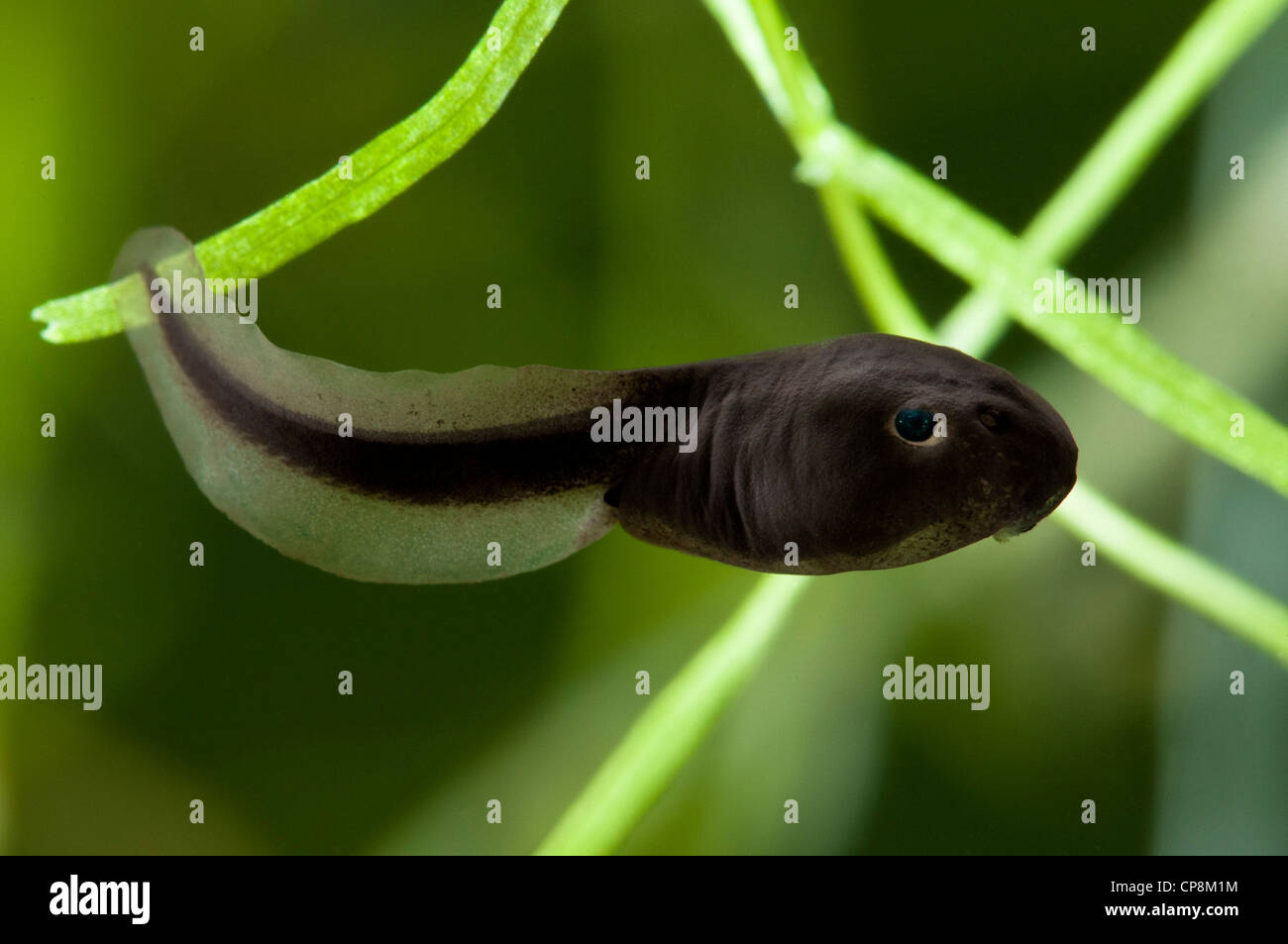 Un crapaud commun (Bufo bufo) natation têtard en face de mauvaises herbes de l'étang, Belvedere, Kent. Mai. Banque D'Images