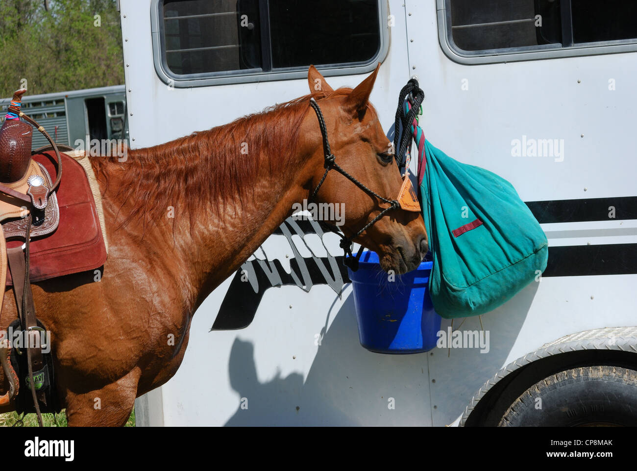 L'alimentation se fait à partir de sac et de l'eau benne montée sur remorque pour cheval. Banque D'Images