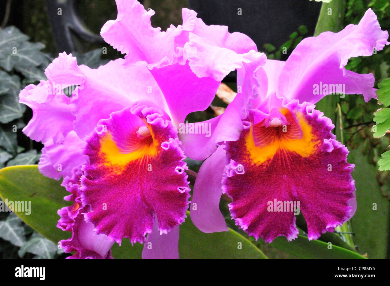 Lavande Cattleya Valentine, un membre de la famille des orchidées Banque D'Images