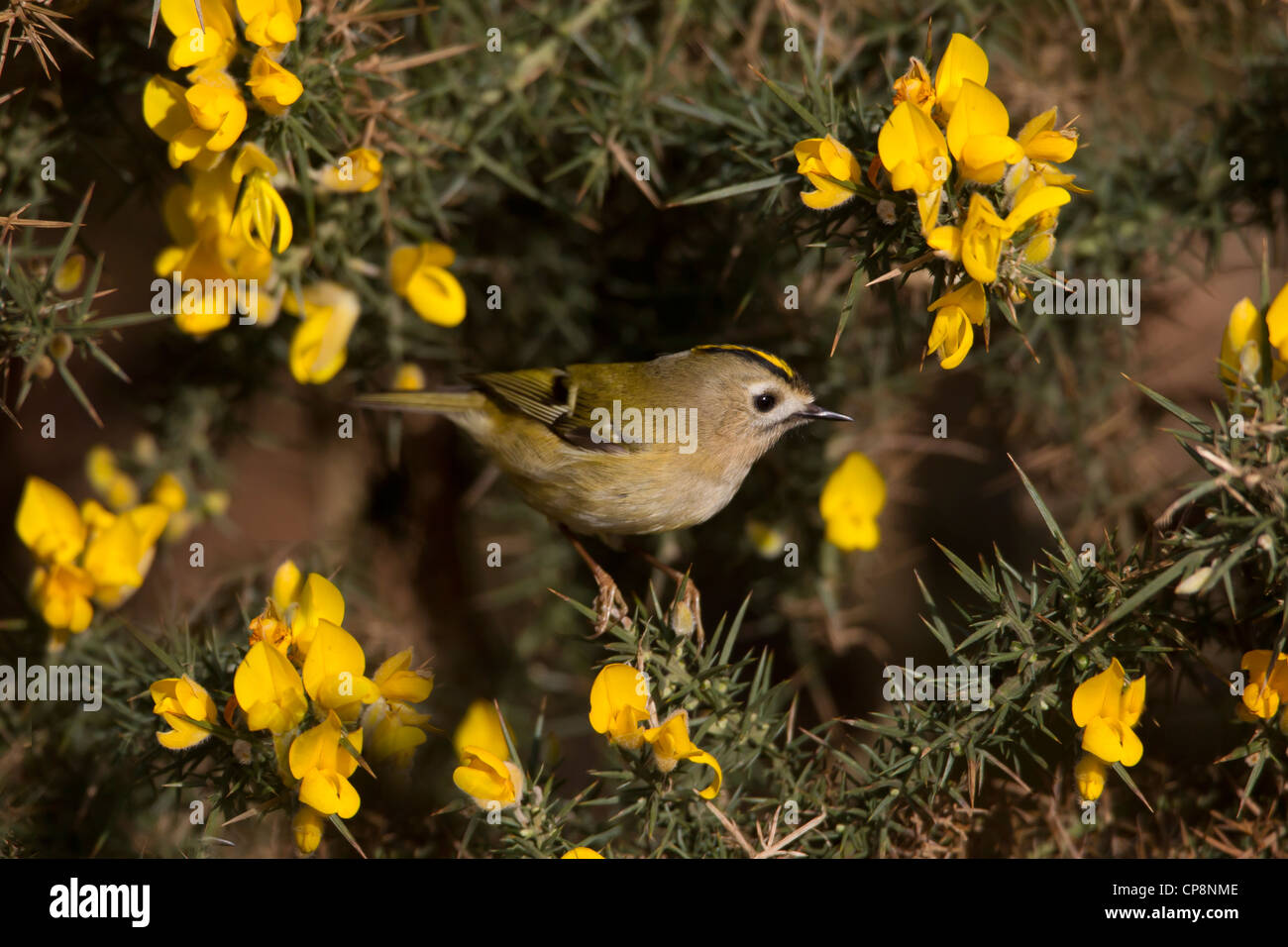 Regulus regulus Goldcrest forêt de pins d'alimentation Banque D'Images