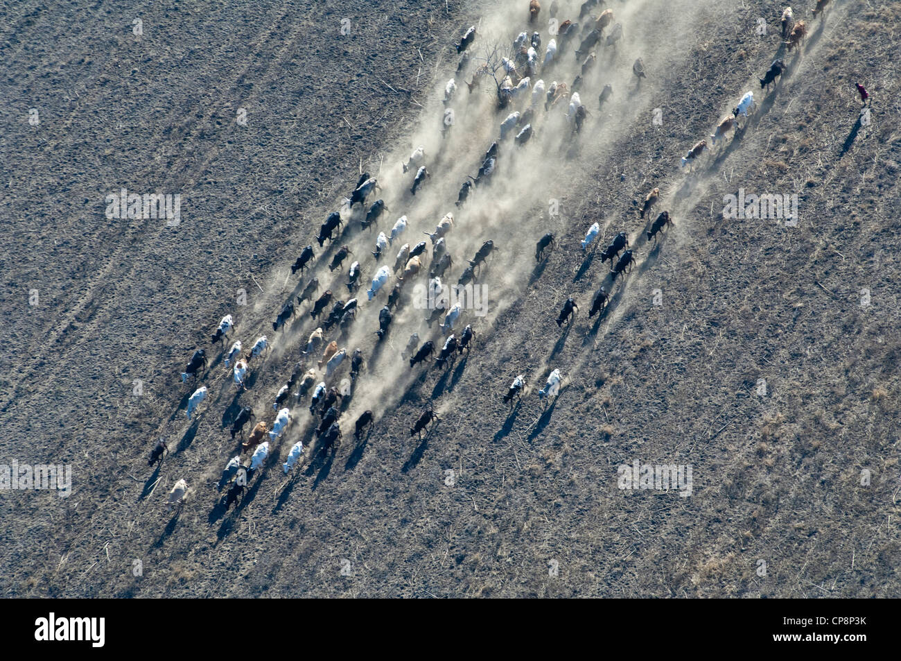 Passage de bovins un terrain poussiéreux, vue aérienne, la région d'Arusha, Tanzanie Banque D'Images