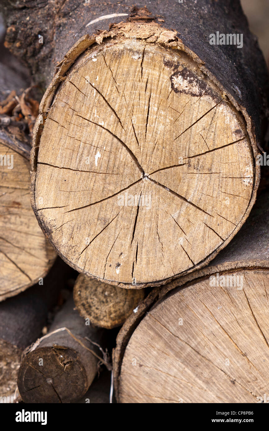 Anneaux de croissance radiale et fentes sur la fin d'un log Banque D'Images