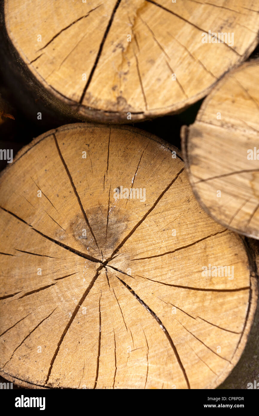 Anneaux de croissance radiale et fentes sur la fin d'un log Banque D'Images
