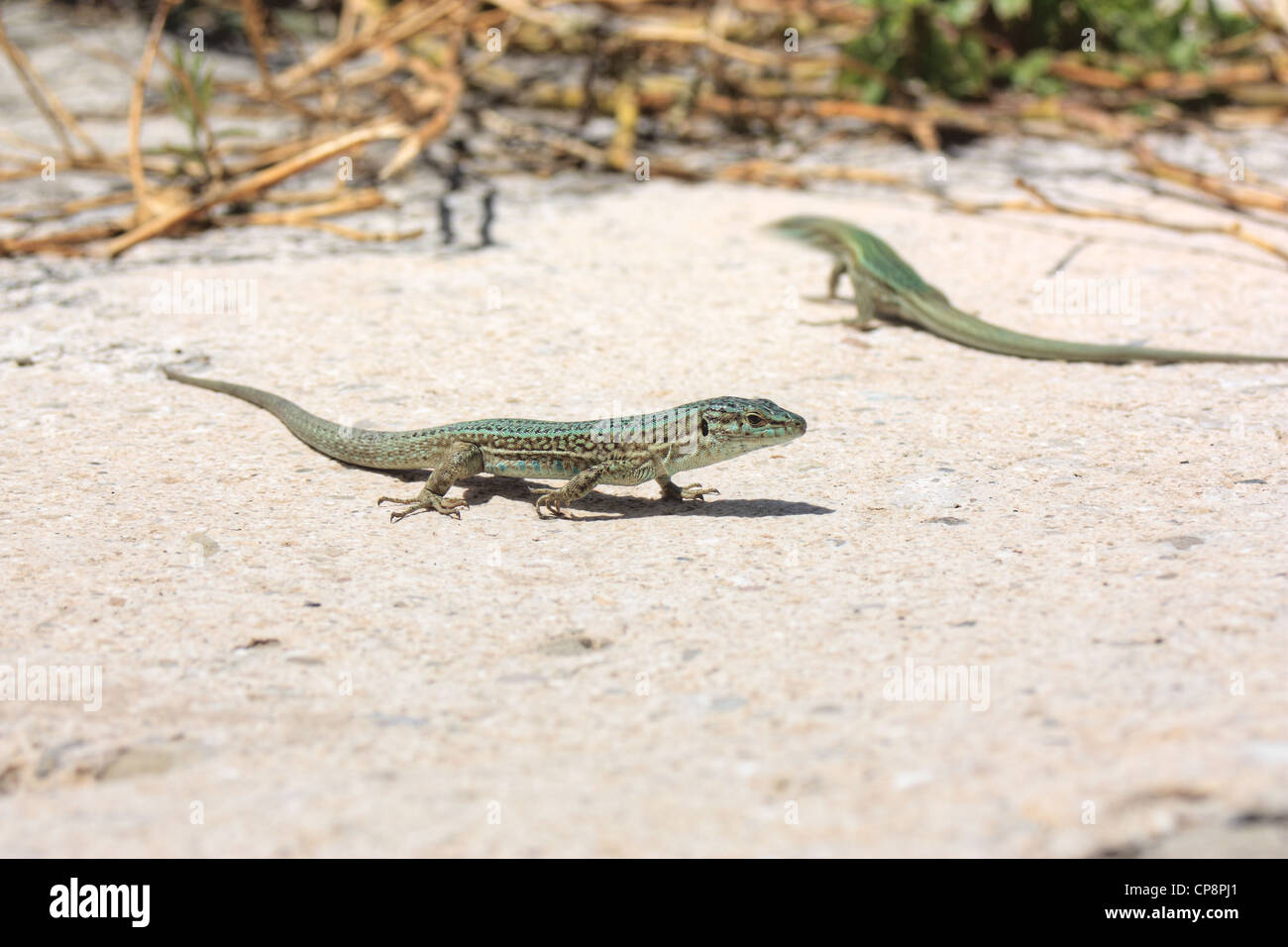 Ibiza lézard des murailles (Podarcis pityusensis), l'île de Majorque, Espagne Banque D'Images