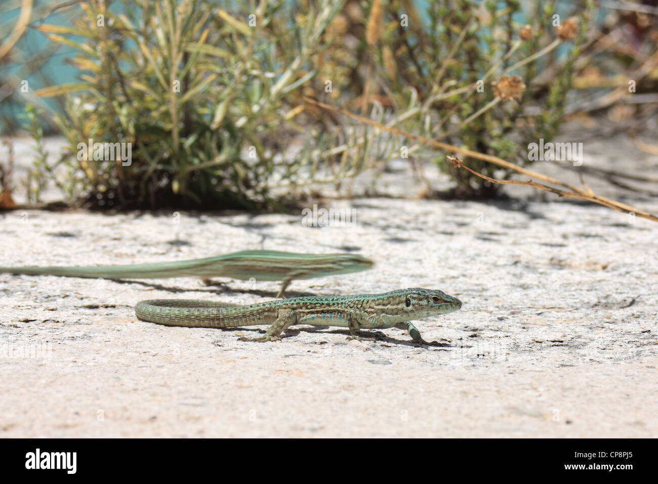 Ibiza lézard des murailles (Podarcis pityusensis), l'île de Majorque, Espagne Banque D'Images
