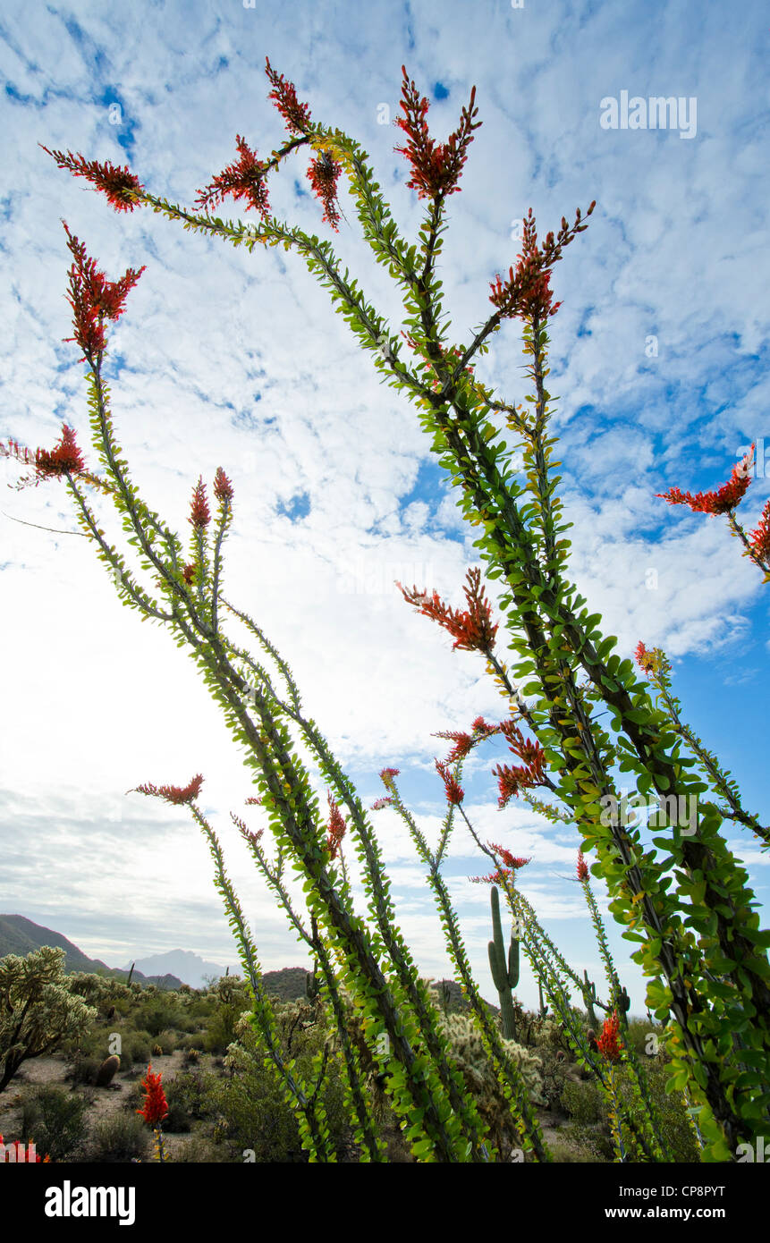 La flore du désert dans le désert de Sonora east Mesa, AZ Banque D'Images