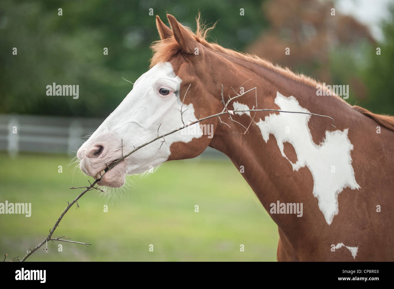 American Paint horse jouant avec stick Banque D'Images
