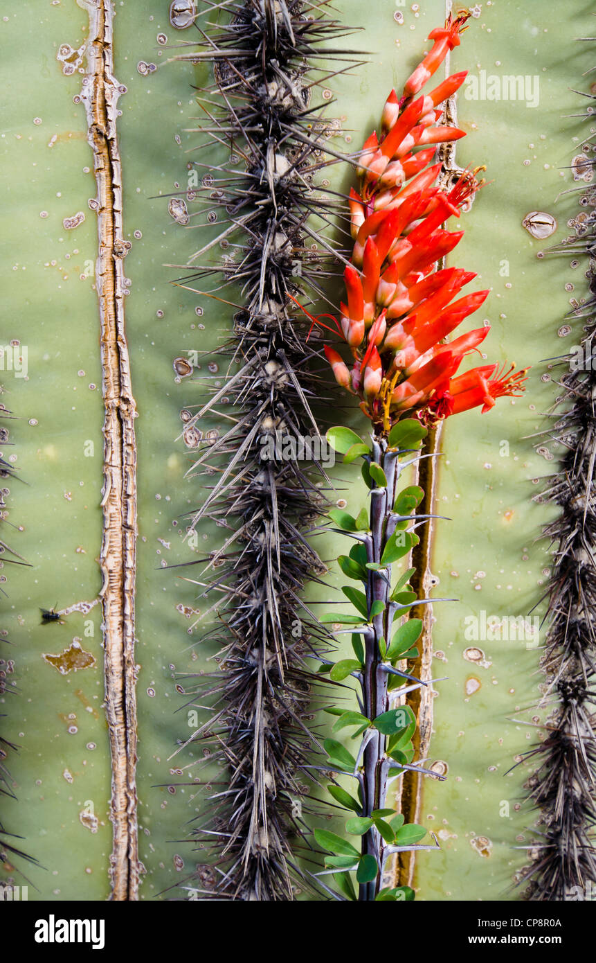 La flore du désert dans le désert de Sonora east Mesa, AZ Banque D'Images