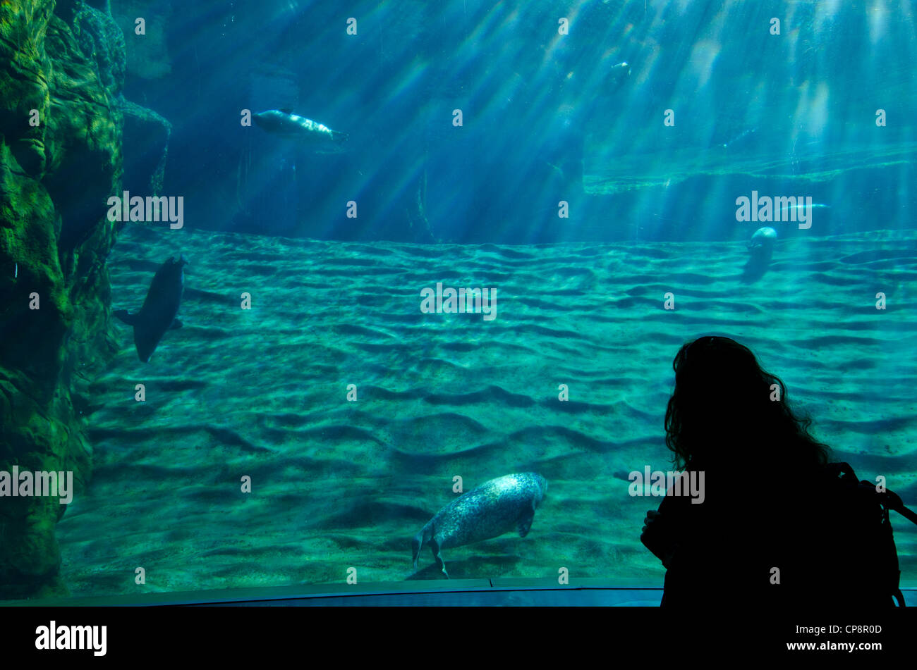 Phoque commun, L'Aquarium Océanographique Banque D'Images