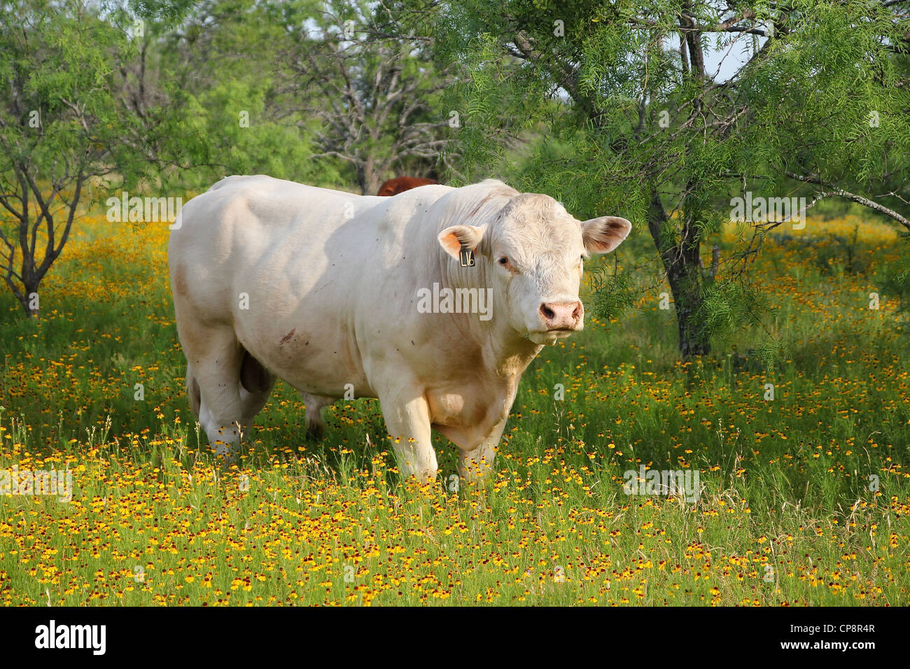 Un taureau blanc parmi les fleurs, près de Fredericksburg, au Texas Banque D'Images